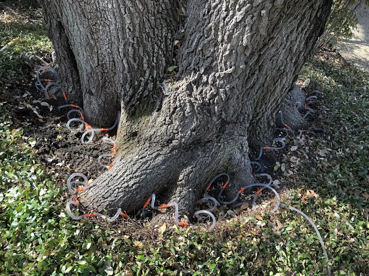 Detailed Tree Cabling and Bracing job site in Rising Sun