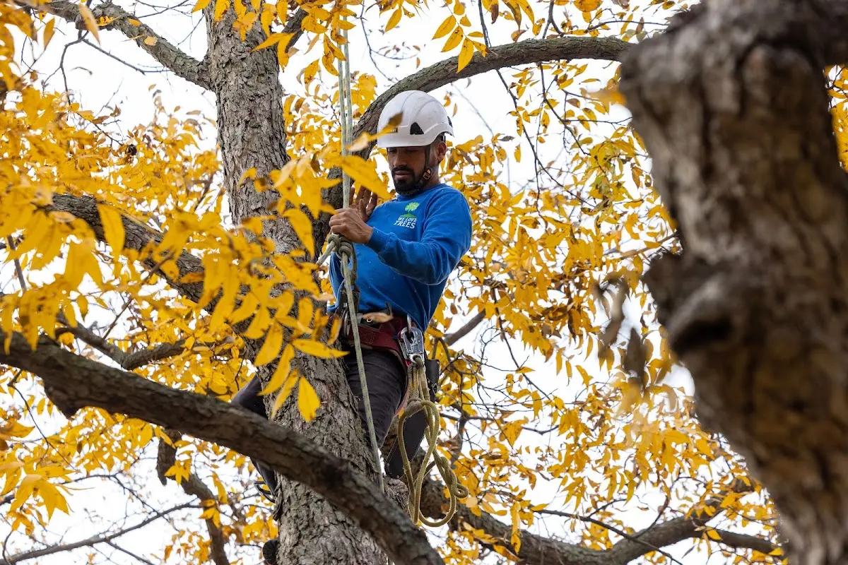 Skilled Storm Damage Cleanup crew working in Rising Sun